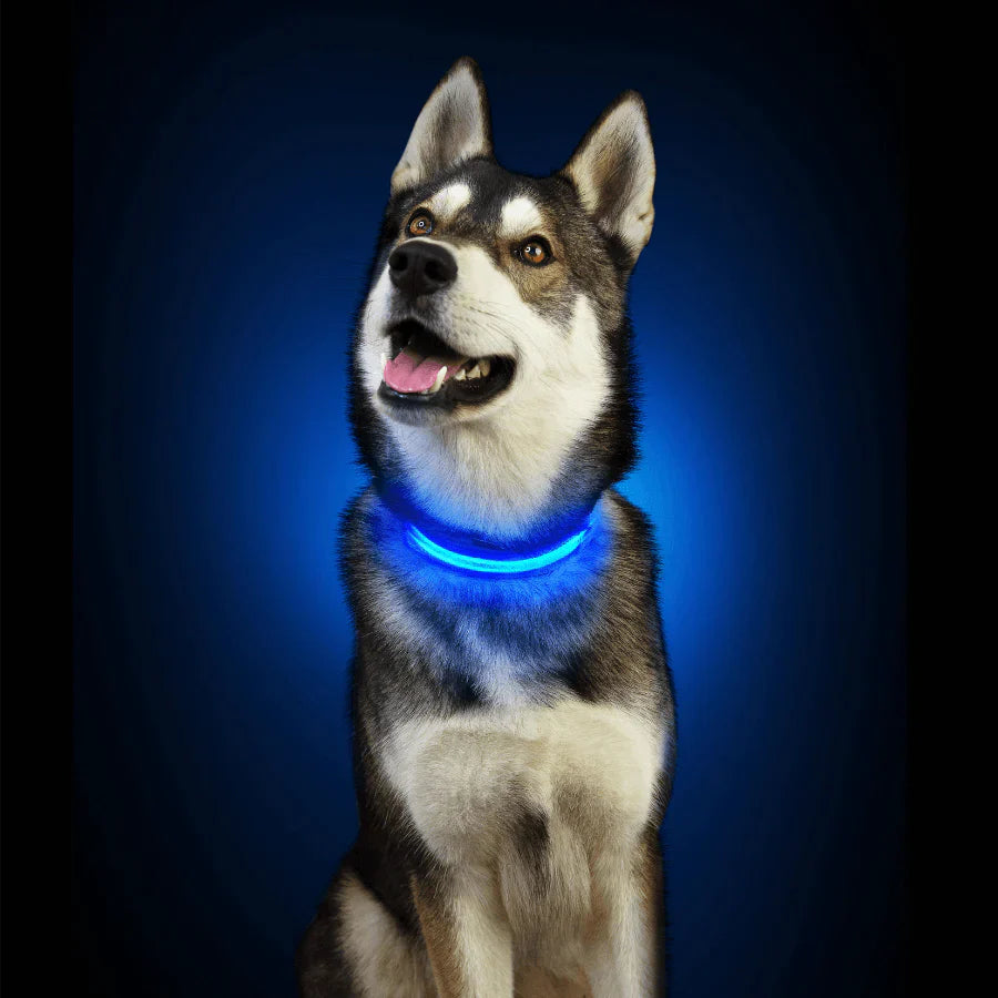 Collier lumineux pour chien