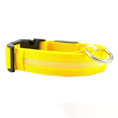 Collier lumineux pour chien