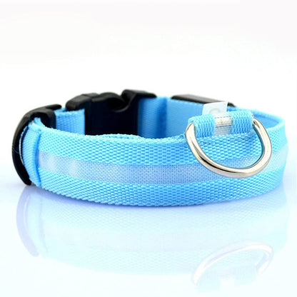 Collier lumineux pour chien
