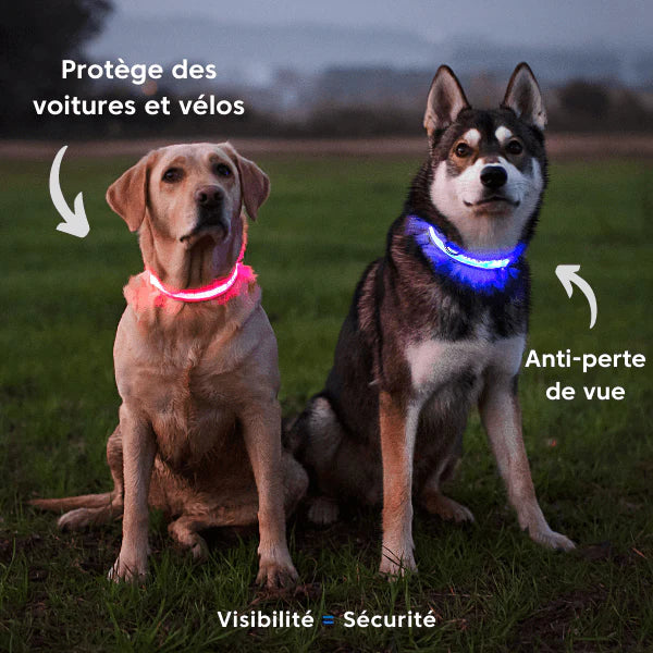 Collier lumineux pour chien